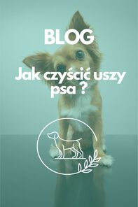 Jak czyścić uszy psu w 3 prostych krokach